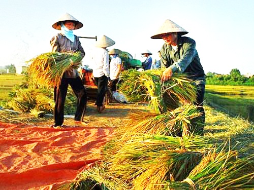 Hà Nội sẽ xây dựng 2 nhãn hiệu lúa gạo hàng hóa chất lượng cao
